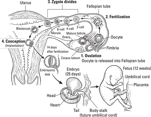 Pregnancy Process || image