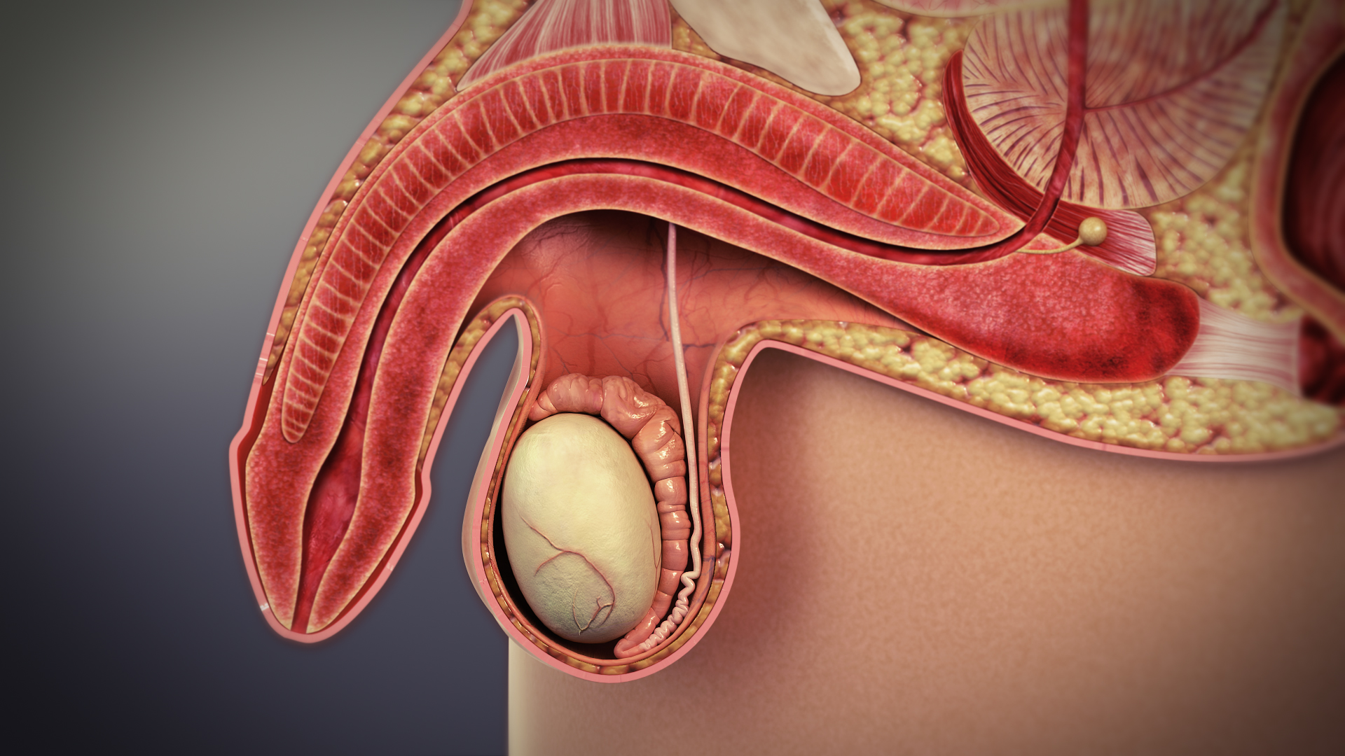 What is Male Erectile Dysfunction? || image