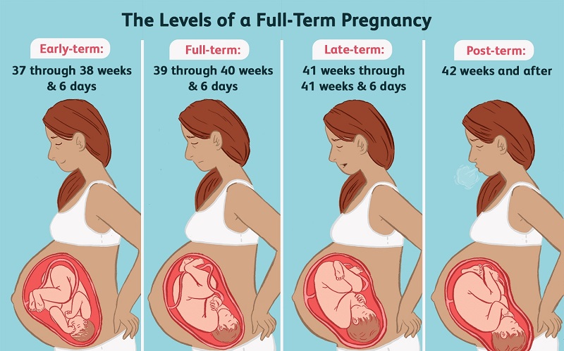 Pregnancy Stages || image