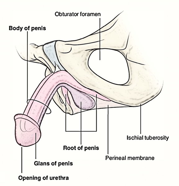 Anatomy of Penis Image