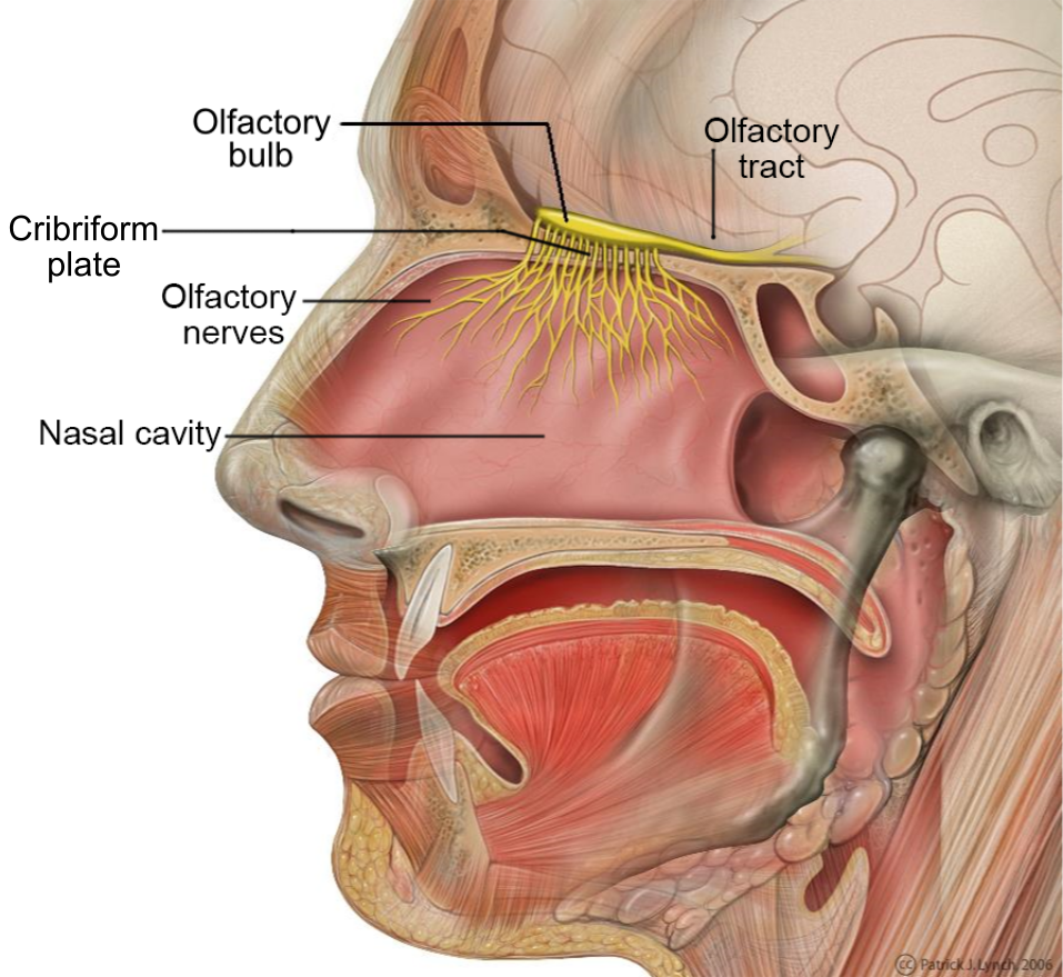 Rhinoplasty (Nose Job)